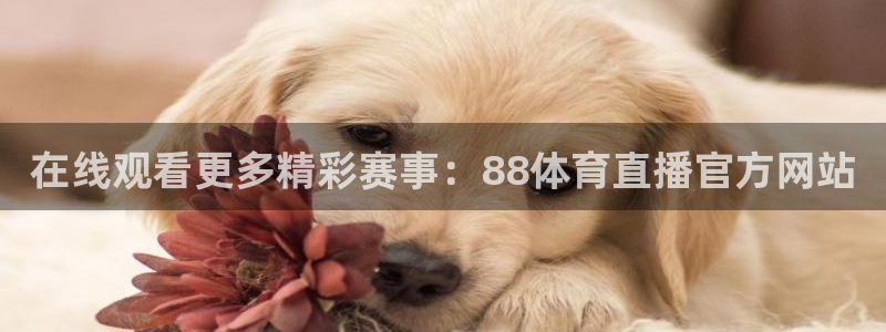 斗球下载app